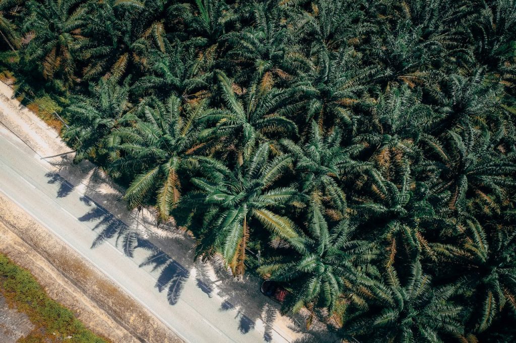 Crafting Captivating Headlines: Your awesome post title goes here Aerial view capturing a lush palm tree plantation adjacent to a country road.