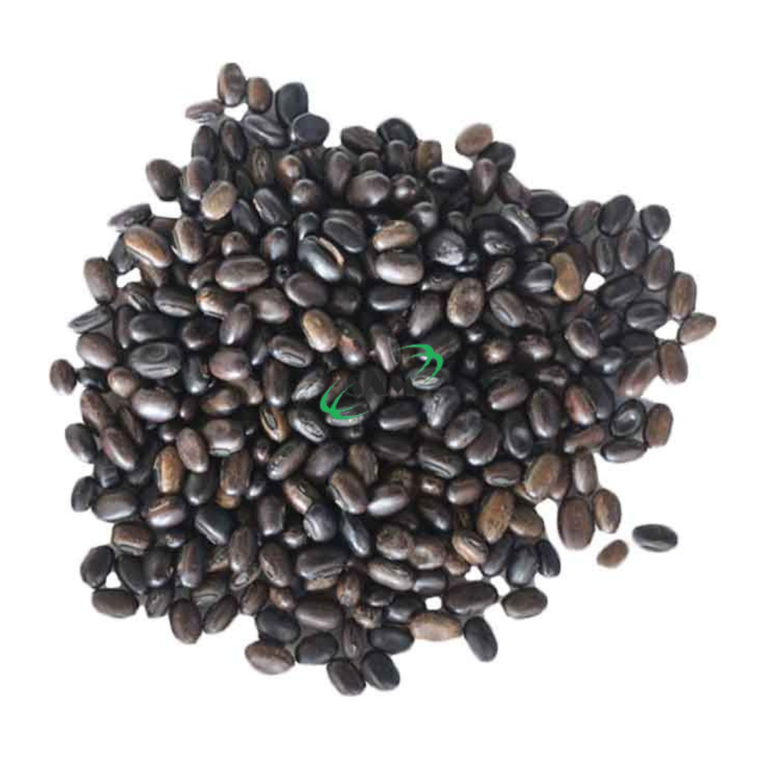 pueraria javanica pueraria javanica